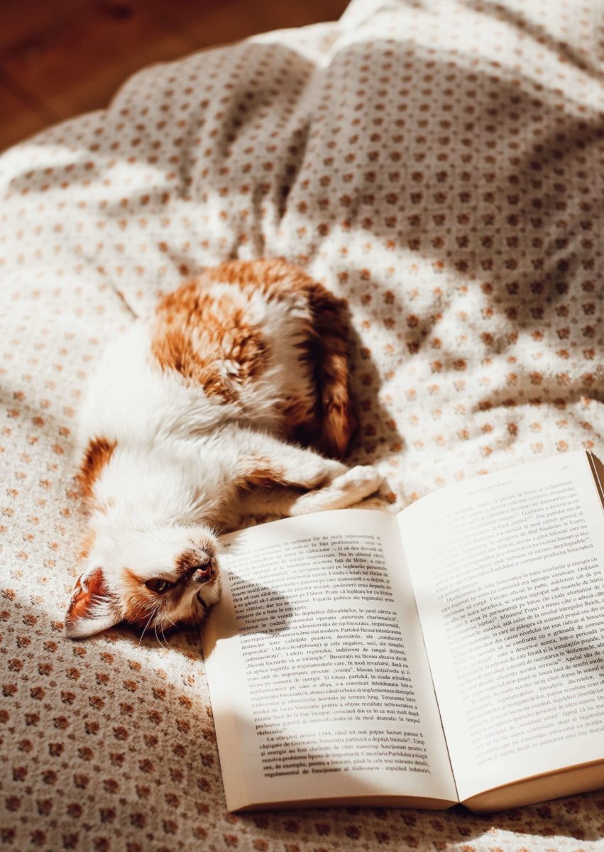 cat lying on a book